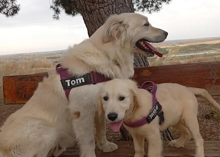 Boulevard Poetas San Mateo de Gállego