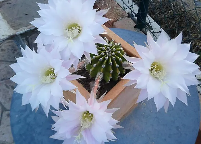 Boulevard Poetas Casa vacanze *